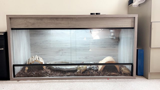 Image 5 of 2x Horsefield Tortoise with full vivarium and setup