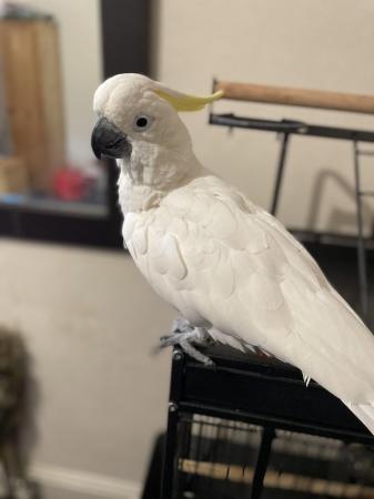 Image 4 of Cockatoo ( YELLOW CRESTED)