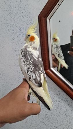 Image 6 of Silly hand tamed baby cockatiel for sale