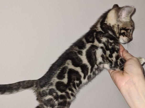 Image 8 of Beautiful Bengal kittens ready to go