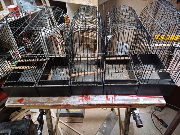 Image 2 of Yorkshire canary show cages there is 5