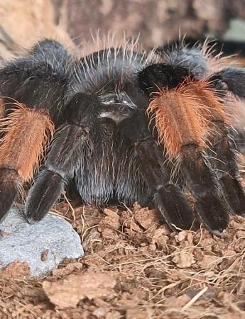 Image 2 of Mexican Red Knee adult tarantula with enclosure