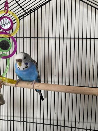 Image 3 of Budgie and cage water and food bowls