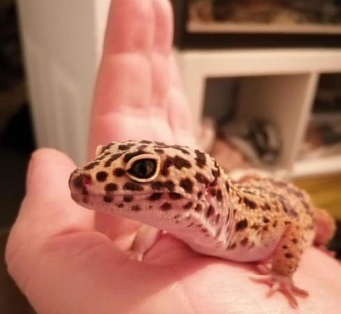 Image 5 of 4year old female leopard Gecko with viv and all accessories
