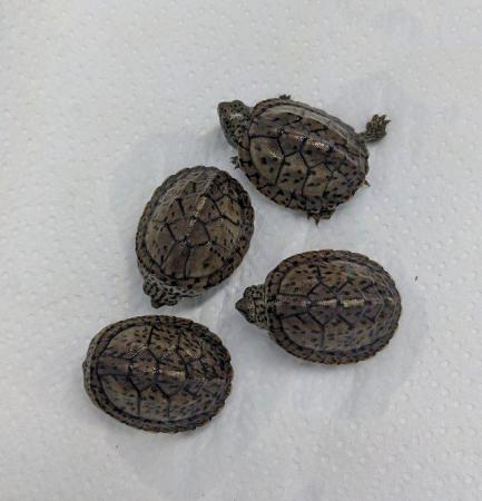 Image 4 of Loggerhead Musk Turtles (Sternotherus minor)