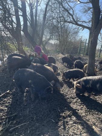 Image 2 of 5 month old very friendly Kune Kune Piglets
