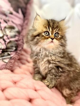 Image 6 of **Star ** 5 gen pedigree Persian kittens ***