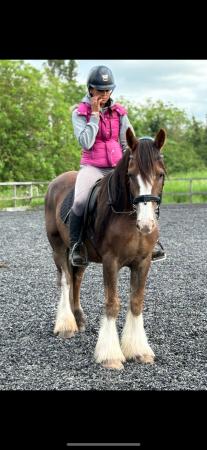 Image 1 of 14.1/14.2 ride and drive cob mare