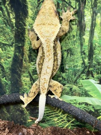 Image 4 of Adult female extreme harlequin crested gecko