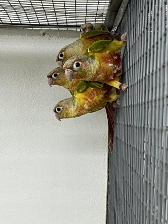 Image 1 of 2024 Pineapple Green Cheek Conures £125 each