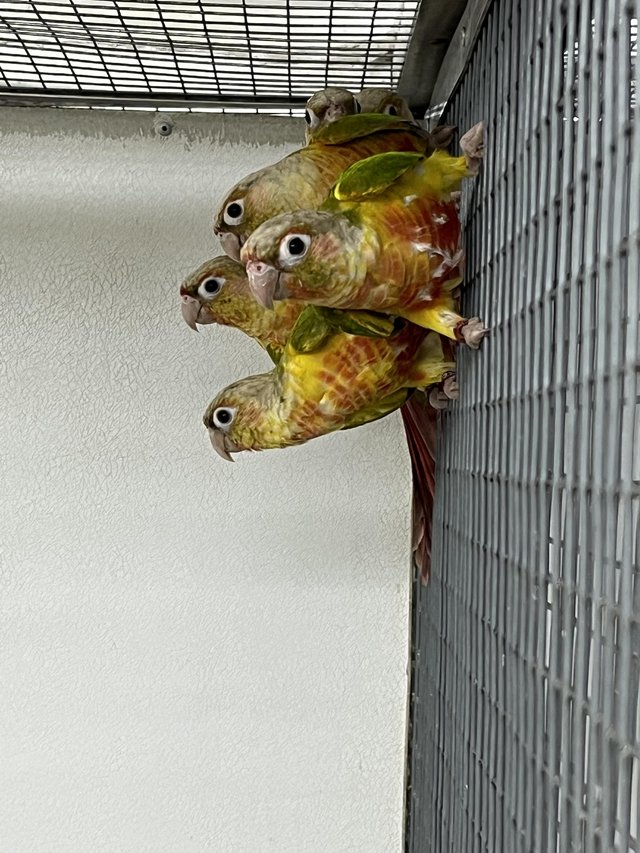 Preview of the first image of 2024 Pineapple Green Cheek Conures £125 each.
