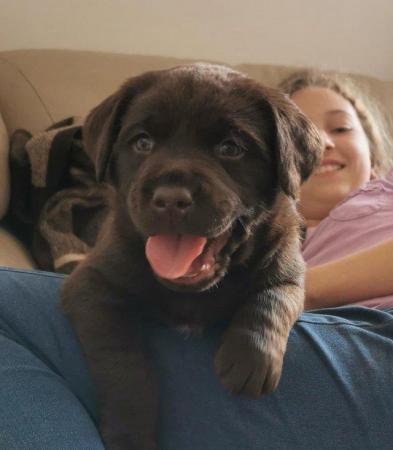 Image 1 of KC Chocolate Labrador puppies Ready Sept