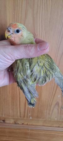 Image 2 of Peach faced baby lovebird for sale