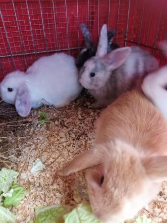 Image 8 of Mini lops 8wks old 5  £30 or two for £50