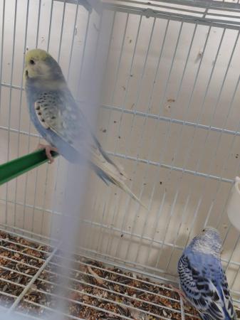 Image 4 of Gorgeous baby budgies for sale