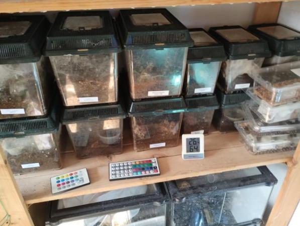 Image 6 of Various Tarantulas and other inverts for sale