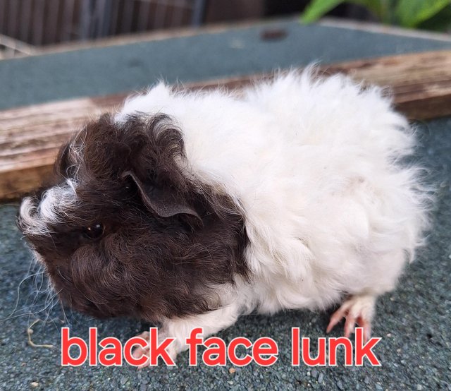Preview of the first image of Lovely sow, girl, lunkarya guinea pigs.