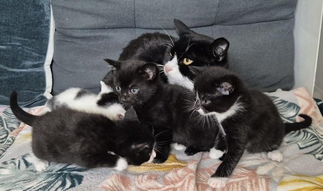 Kittens /Beautiful kittensThose have a lot of energy — photo 4 of 4