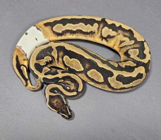 Image 1 of Hatchling female pied royal python