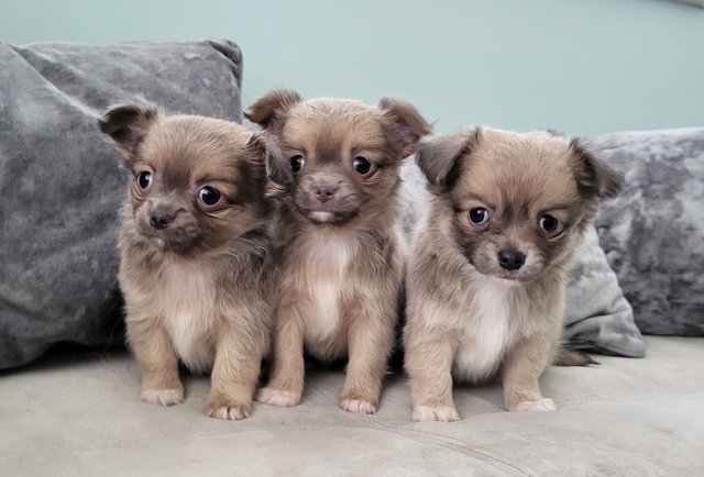 Image 3 of Longhaired Blue Sable Chihuahua pups