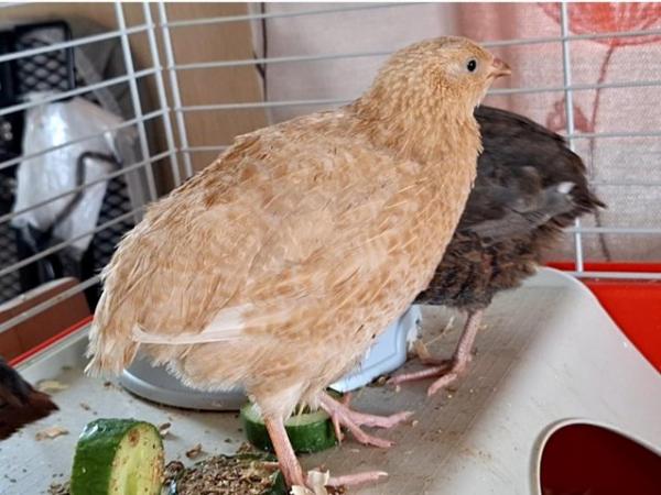 Image 9 of Beautiful coturnix quail chicks available