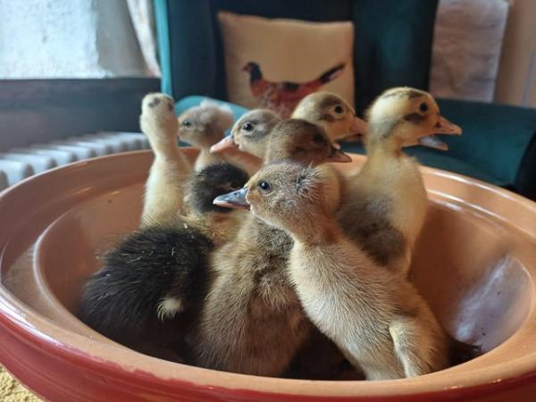 Image 13 of Gorgeous Indian Runner Ducklings