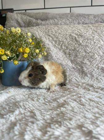 Image 9 of Pair of Baby Boy Guinea Pigs