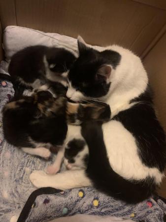Image 1 of 4 beautiful kittens adopt