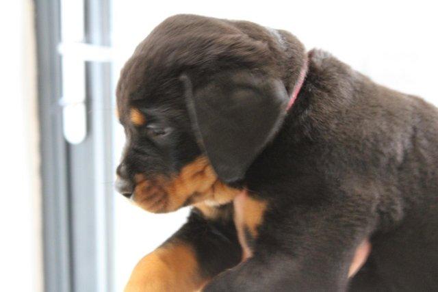 Image 19 of Gorgeous Rottweiler Pups not to be missed