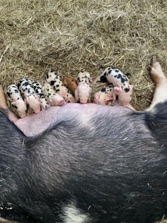 Image 2 of PIG WEANERS FOR SALE (MIX BREED)