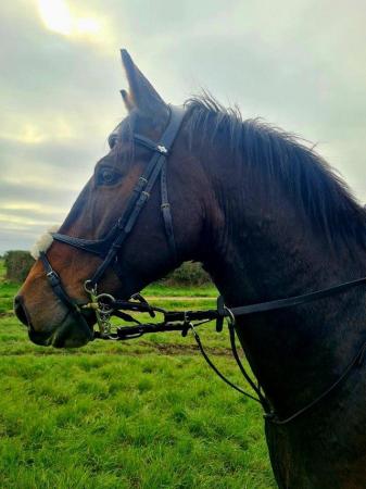 Image 1 of Horse for sale - ISH, twelve years old