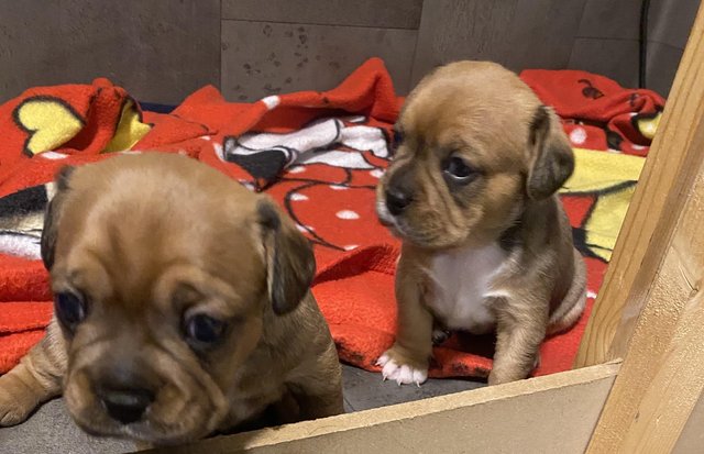Image 5 of Cavalier x frenchie puppies for sale royal frenchels