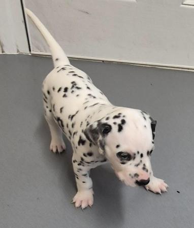 Image 18 of Kc registered dalmatian puppies