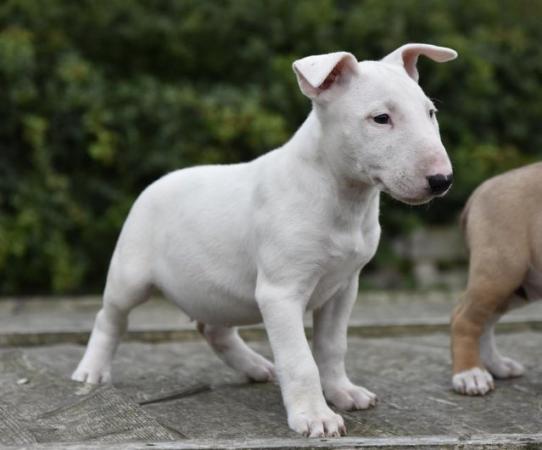Image 14 of Top class english bull terrier puppies