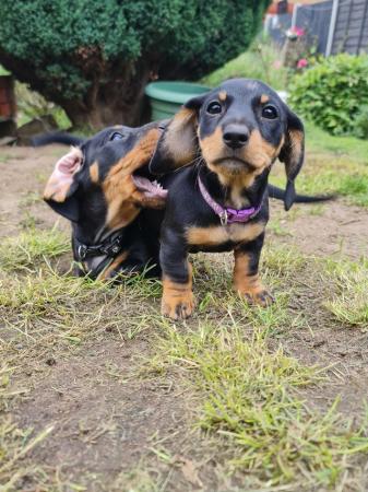 Image 9 of Beautiful smooth haired black and tan puppies