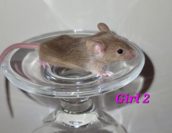 Image 42 of Beautiful friendly Baby mice - girls and boys.