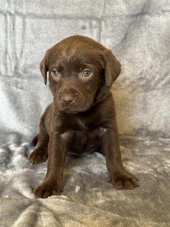 Image 6 of *SOLD*KC Registered Chocolate Labrador Retriever puppies