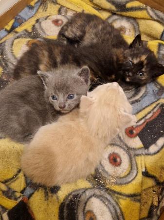 Image 10 of Mixed litter of kittens