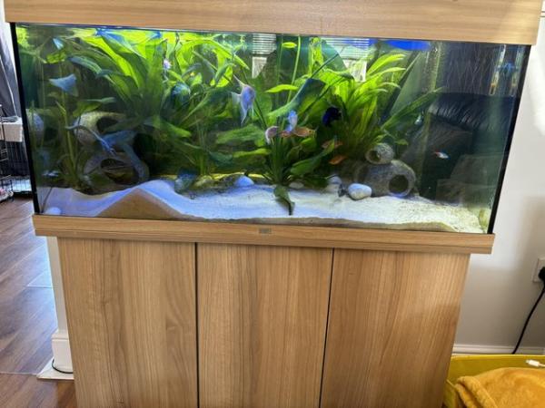 Image 4 of Fish tank including fish