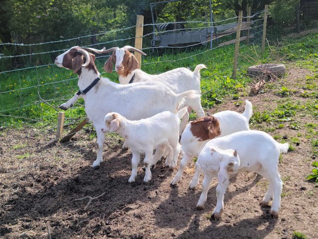 Preview of the first image of 2 Boer nanny goats with wether kids at foot.