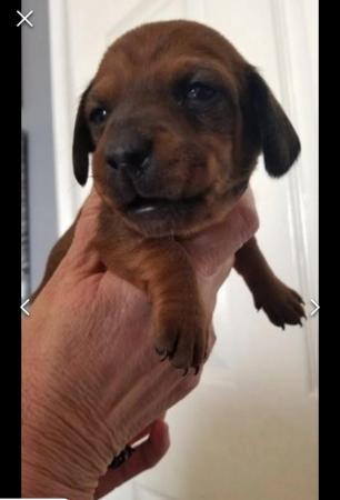 Image 28 of Smooth dachshund puppies