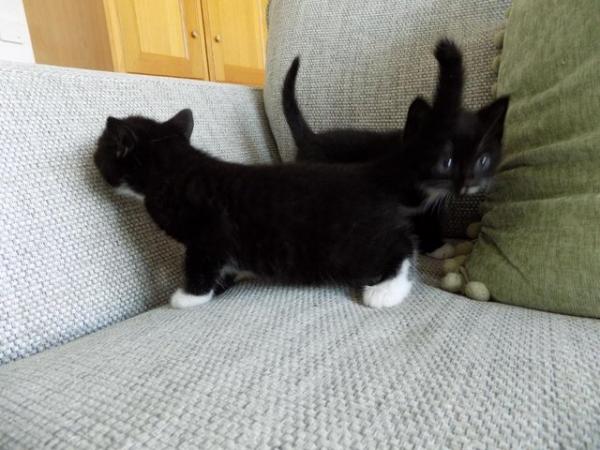 Image 7 of B/W kittens from British Blue Mum