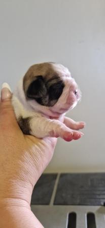 Image 2 of Amazing pugalier Puppy's pug ready now