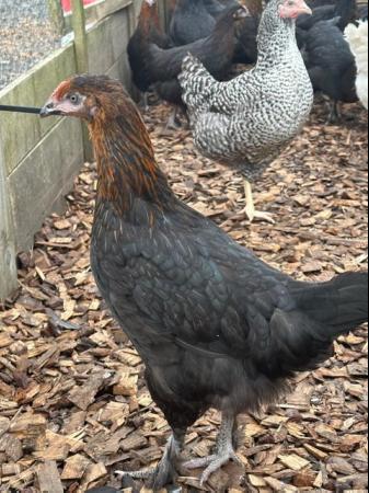 Image 3 of French Copper Black Marans - Point of Lay Hens - Free Range