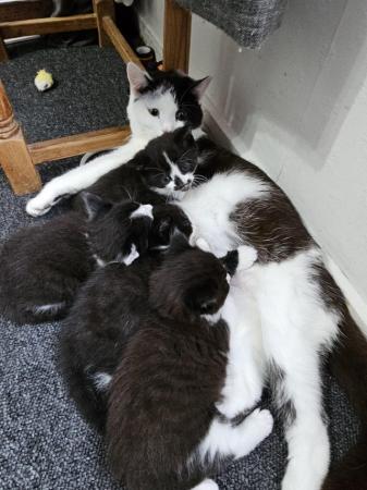 Image 6 of Black and white kittens. 6 weeks old. Ready 4th May