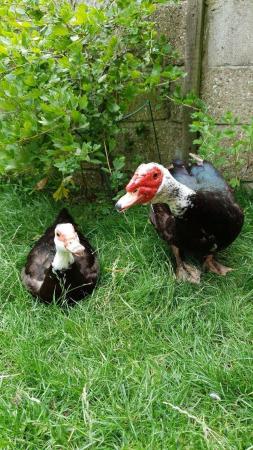 Image 3 of Pied Muscovy Male approx 1 year old