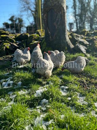 Image 2 of Lavender Pekin Bantam Hatching eggs postage available