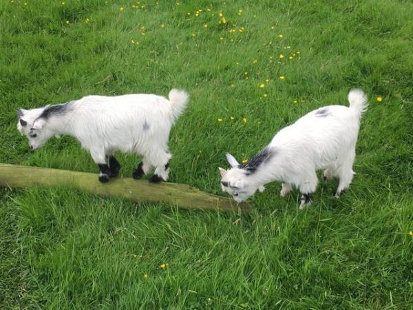 Image 2 of Pygmy Goat Kids For Sale