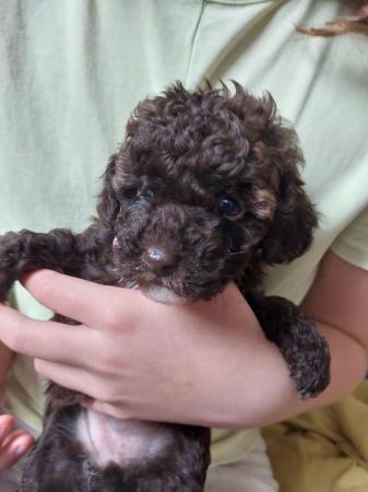 Image 1 of F1b toy jackapoo puppies