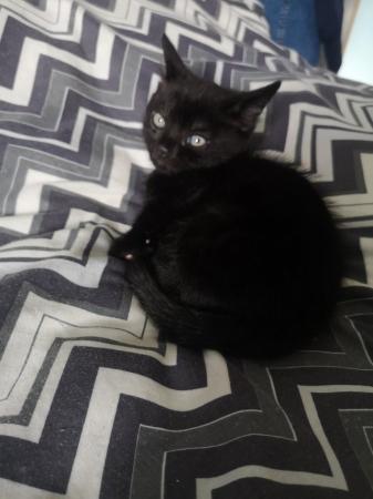 Image 3 of black kitten 3 months old